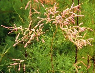 I received notification on that day that salt cedar (Tamarisk sp.) had been confirmed at not one but two separate locations in Saskatchewan.