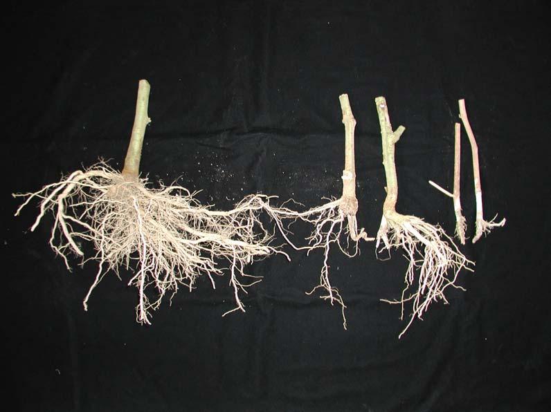 The effect of plnt ge on tomto sudden deth 1 2 3 4 Figure 3.6: Root system of plnts 42 dys fter 48 hrs flooding in field experiment between June nd September 2002.