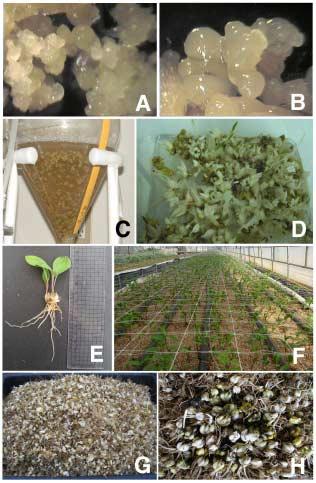 Fig. 3. Mass production of bulblet through embryogenic callus culture in Oriental lily Marco Polo.