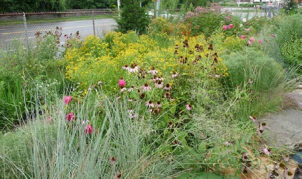 Additionaly, plants help manage stormwater runoff not only by allowing water to infiltrate into the soil, but also by a process called evapotranspiration, in which water is taken up by plant roots