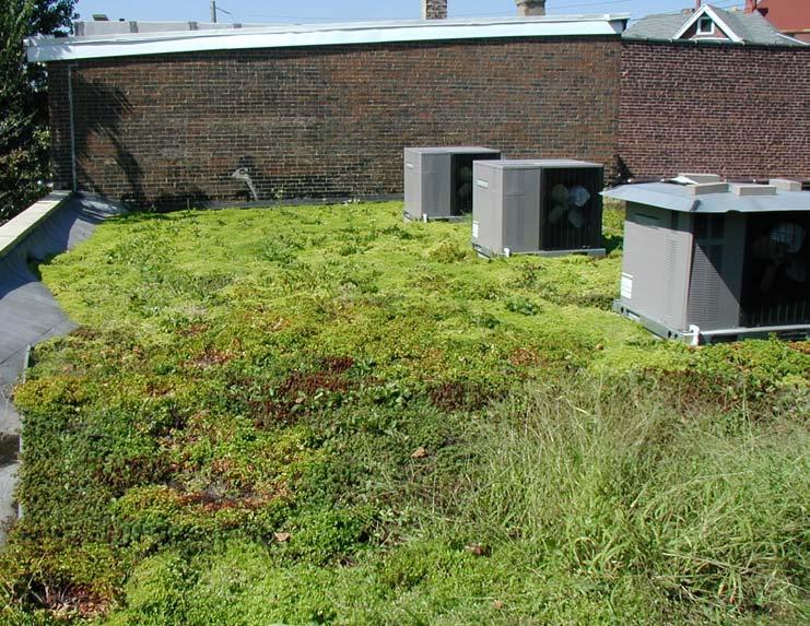 An extensive green roof system is a thin, (usually less than 6 inches), lighter-weight system planted predominantly with drought-tolerant succulent plants and grasses.