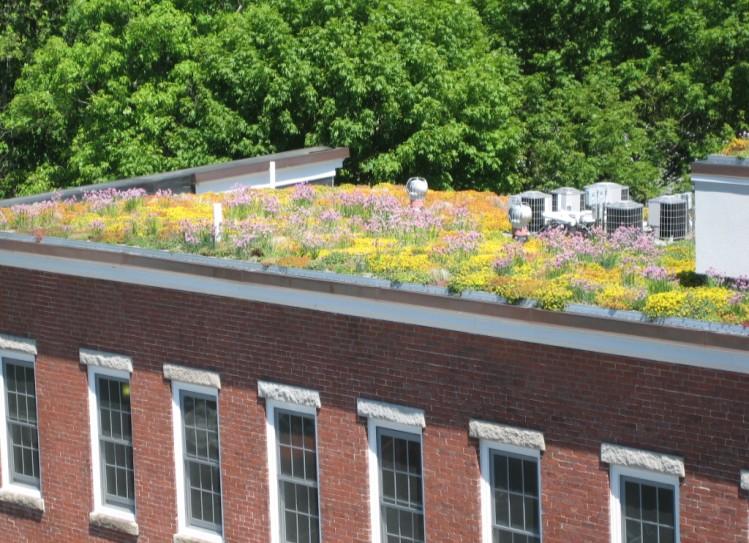 Plantings can include trees and shrubs, especially where the green roof is intended to be used as garden space, but more often lighter-weight and lowermaintenance plants - such as Sedums, grasses,