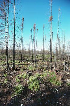 During the days and months following the fire, the scientist revisited the fire-damaged forest and made observations.