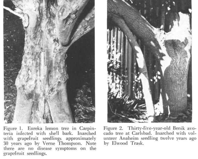 (figure 3), a strip of bark as wide as the seedling and at least six to eight inches long is cut from the trunk of the tree.