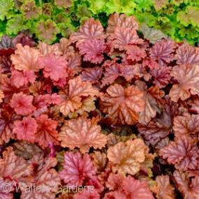 Mahogany-red foliage and tiny pinkish-white flowers make a striking contrast. Foliage color may fade to a bronze-green in hot summers.