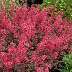 14 / Foliage: silver / Flower: pink Heavily silvered foliage produces masses of pink blooms in early summer.