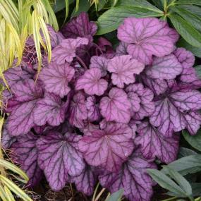 18-20 / Foliage: rosy-purple / Flower: pink Large, rosy purple leaves have dark veins.