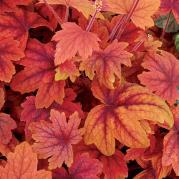 This compact variety grows best and has best color if planted in partial shade.