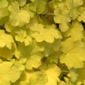 15-18 / Foliage: green / Flower: white 'Citronelle', a sport of Caramel, is a beautiful hybrid with yellow leaves and silver undersides.