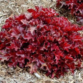 20-24 / Foliage: silver / Flower: pink This smaller Heuchera has iridescent silver leaves and vibrant pink flowers in early summer.
