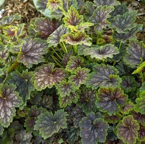 Lime Marmalade Coral Bells (Heuchera Lime Marmalade PP21861) Ht. 10 / Wd.