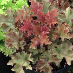 24-30 / Foliage: orange / Flower: red Showy in all seasons with marmalade colored leaves with