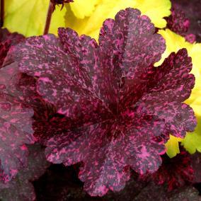 15-18 / Foliage: green-red / Flower: white Foliage emerges in tones of purple in Spring then