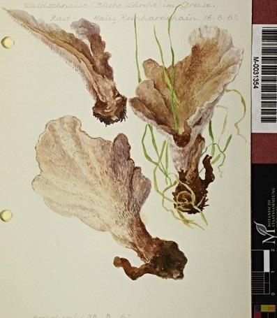 New in 2016: 4,700+ complimentary materials» Illustrations Botanische Staatssammlung München Artwork - Water Colours of Fungi by Fritz Wohlfarth