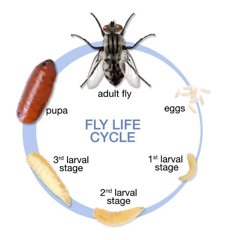 4. Key Elements of IPM - Identification 24 Pest