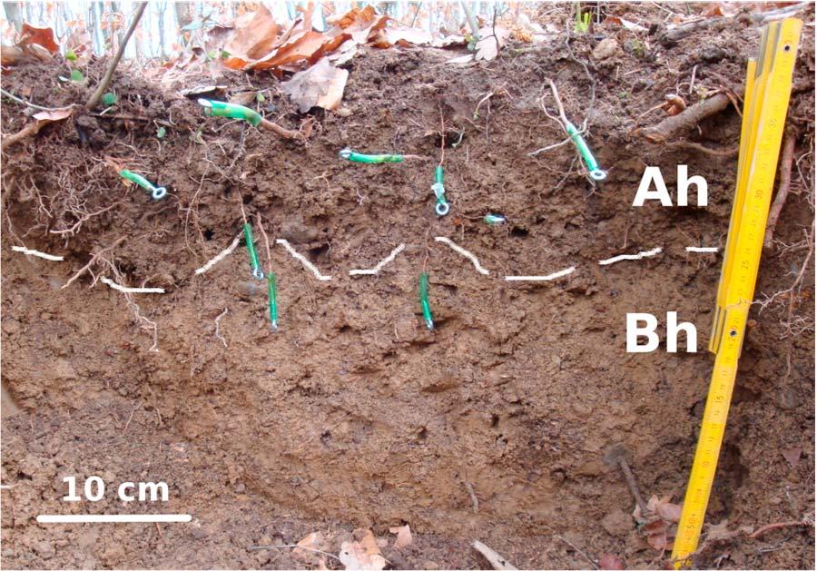 Figure 3. Field soil profile showing roots of spruce (Picea abies) with metal rings ready for a pullout experiment. typical of a loamy soil and indicate a high porosity of almost 60%.