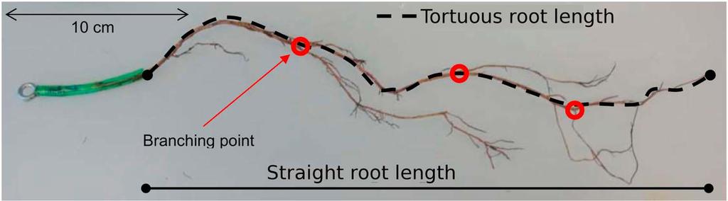 Figure 4. Laboratory setup of experiments with tortuous cotton fibers in sand. and was 1.4 for cotton fibers and ranged between 1.0 and 1.2 with a 1.1 average for natural roots. 2.3.1. Roots and Cotton Thread Root Analogs 2.