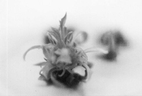 1: Centaurea reichenbachii vitroplant generated from explants originating from sterilized seeds, inoculated in vitro, on V1