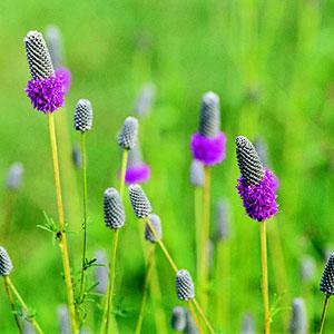 Purple Prairie Clover Even though we rarely see it in gardens, we love this tough plant.