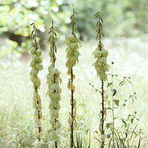 Growing Conditions: Full sun and well-drained to dry soil Size:To 15 inches tall Zones: 3-9 Yucca One of