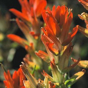 Indian Paintbrush Attract hummingbirds to your garden with this drought-tolerant perennial's brilliant vermillion flowers.