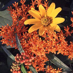 Growing Conditions: Full sun and well-drained to dry soil Size: To 8 inches tall Zones: 4-8 Butterfly Weed Try this prairie plant and we bet it will soar to the top of your favorite-plants list.