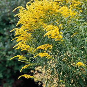 Goldenrod Native goldenrod is a perfect perennial for fall gardens.