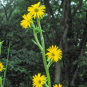 Compass Plant Try compass plant for a dramatic presence in the summer garden. Yellow, sunflower-shaped blooms sit atop towering, 9-foot stems.