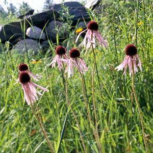 Name: Silphium laciniatum Size: To 9 feet tall Zones: 3-8 Pale Purple Coneflower There are a boatload of coneflower varieties on the market, but one great,