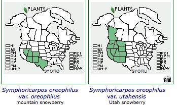 family TAXONOMY Symphoricarpos oreophilus A. Gray Symphoricarpos utahsensis Rybd. Symphoricarpos oreophilus var oreophilus (Mountain snowberry) Symphoricarpos oreophilus var.