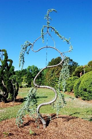 com for more information and photographs. In the past five years, the Leyland cypresses (Cupressus xleylandii) in Pearl s garden are becoming diseased. This includes his signature Fishbone Tree.