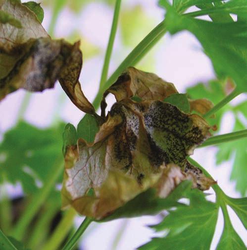 Downy mildew caused by fungus Plasmopara umbelliferarum is another common leaf disease of parsley in the UK.