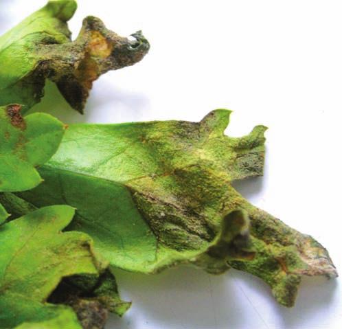 There is often white fungal growth visible, particularly on the leaf undersides, indicating spore production (Figure 5). Extensive leaf blackening may occur if the disease is severe (Figure 6).