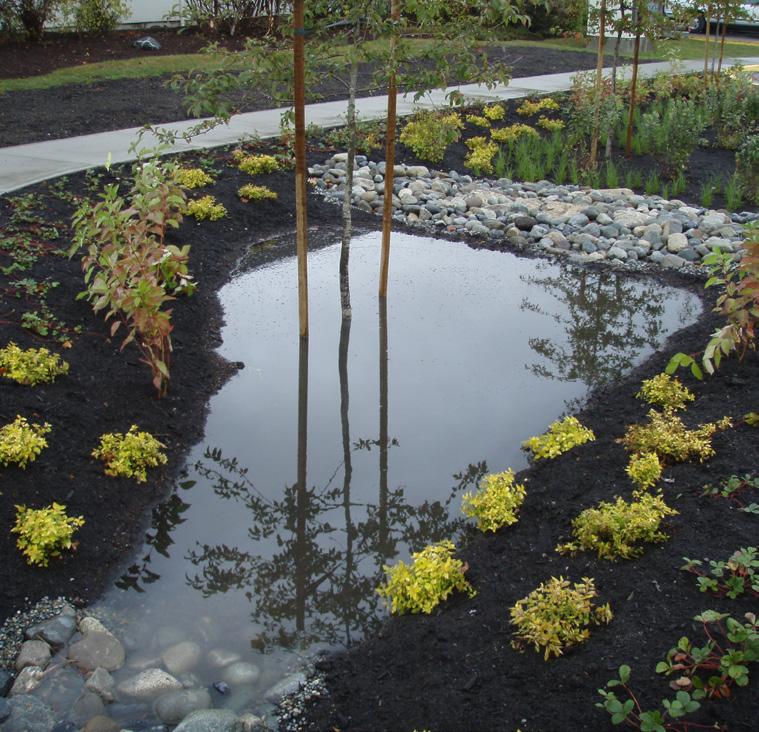 Rain Gardens What it does: A rain garden is a shallow depression that uses soil and plants to manage runoff from hard areas such as roofs, roads and driveways.