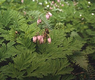 Similar Plant Before flowering, herb Robert can be mistaken for bleeding heart (Dicentra formosa), which is native and NOT a weed.