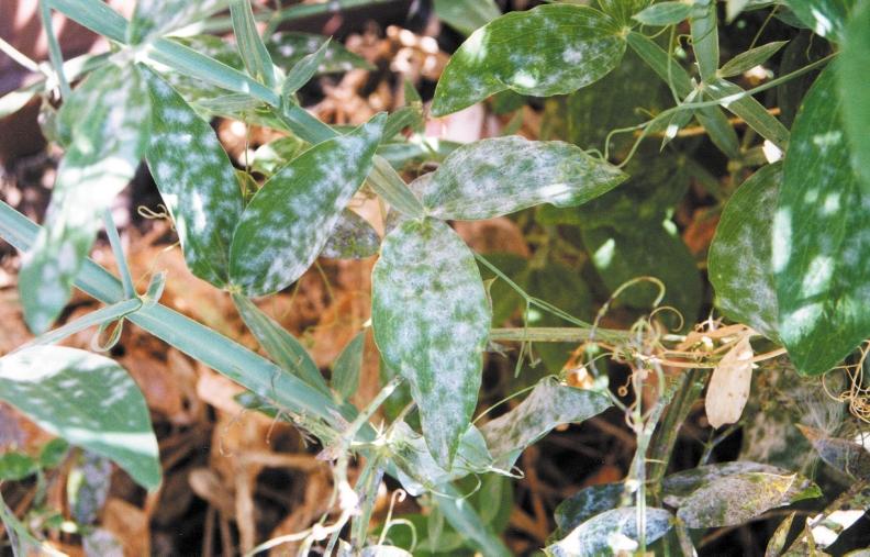 Grower 101: Diagnosing Plant Diseases of Floricultural Crops Powdery mildew on sweet pea. (Photo courtesy of Bridget White) Need help identifying some common greenhouse diseases?
