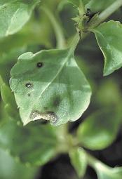 At first, one or two leaves will become soft and droop. Root rot or high soluble salts can also cause wilt but usually the whole plant wilts.