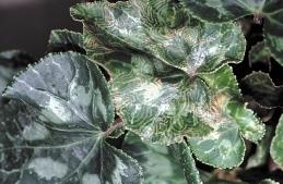 Ralstonia (Pseudomonas) solanacearum can also cause a systemic wilt of geranium but does not cause leaf spots.