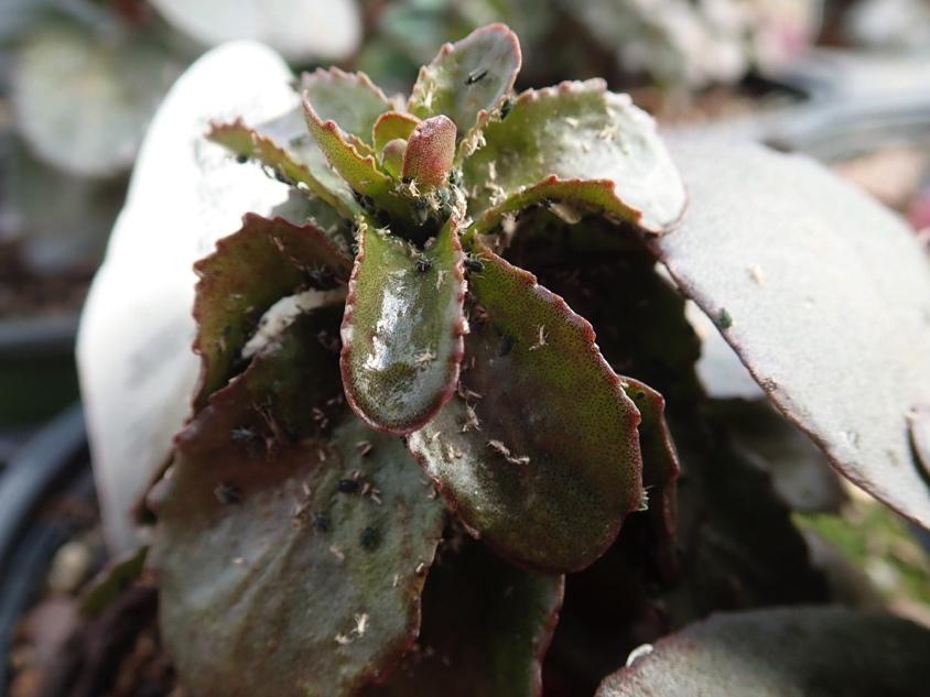 Species: Sempervivum Symptoms/Signs: Both live and castkins of aphids can be observed on this sempervivum plant (Fig. 4). Probable Cause: Aphid populations explode once warm weather returns.