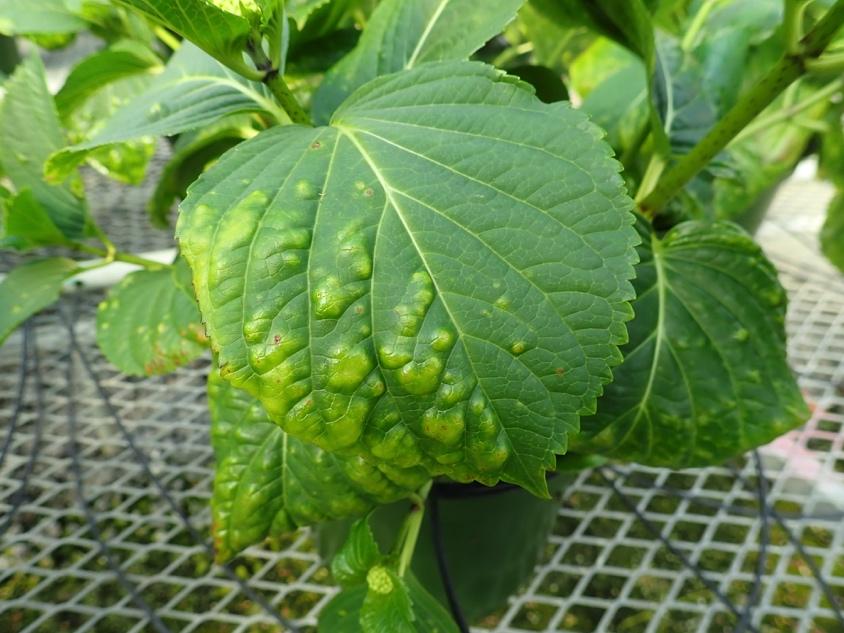 Species: Hydrangea Symptoms/Signs: Leaf spotting, both chlorotic and necrotic, and bumps (Fig. 9).
