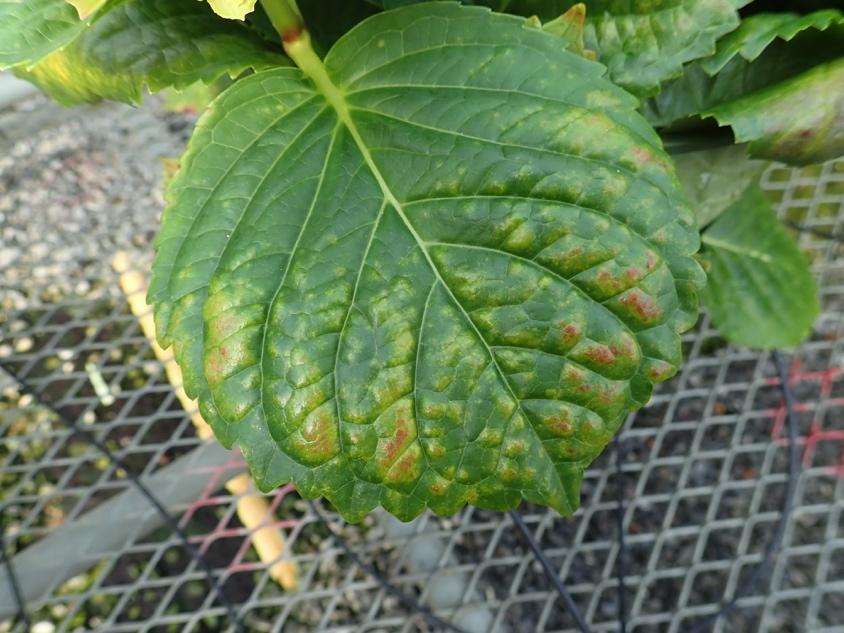 The leaf bumps are an uncommon symptom. Symptoms appeared within 2 days of the application.