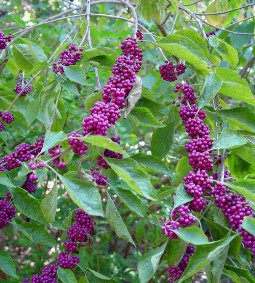 FOOD PLANTS SHRUBS American beautyberry Arrowwood Blueberries
