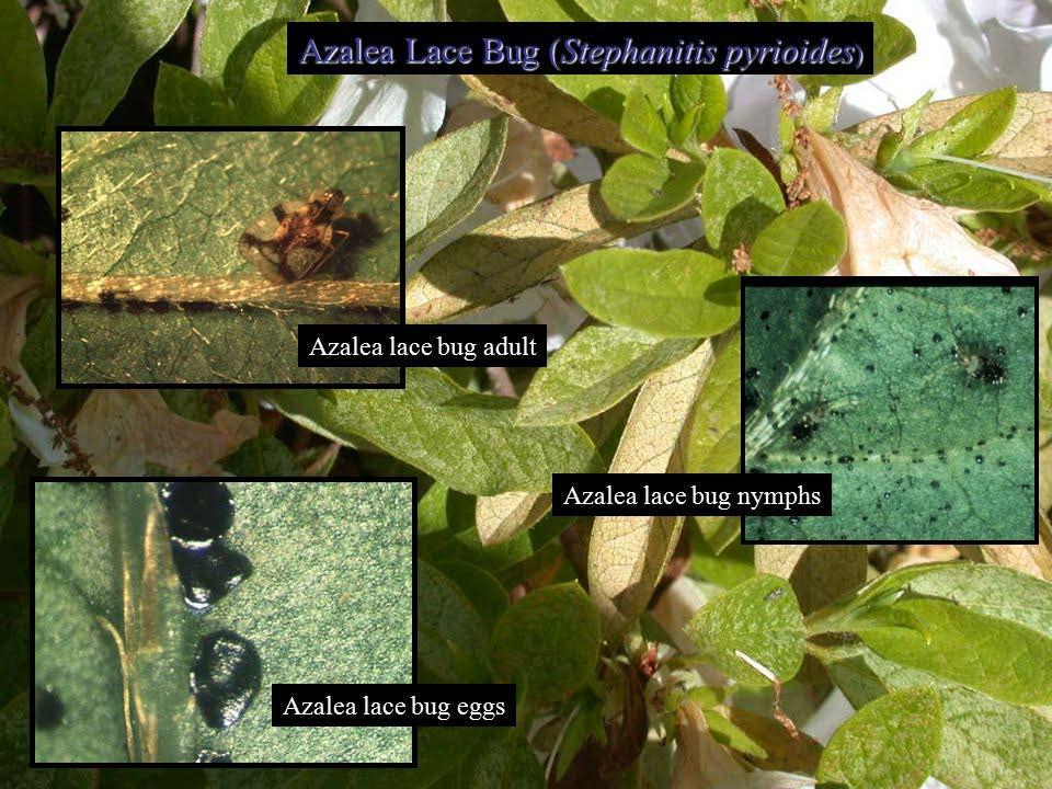 Components of IPM Correct pest ID Know & understand pest biology Non-insecticidal