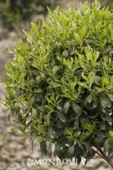 This shrub is very adaptable and versatile; ideal for all those tight spots in the garden.