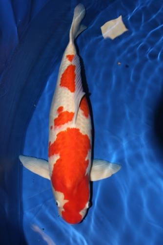 IV. Don t Buy This Koi! 1) Ones with parasites. 2) Has cloudy eyes. 3) Has fin rot. 4) A white bloom on the skin. 5) Bumps on the head or gill covering. 6) Crooked spine.