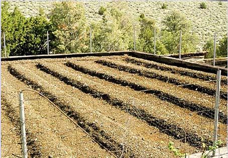 Seedbeds Raised Beds With shallow soils, raised beds increase the depth of topsoil the
