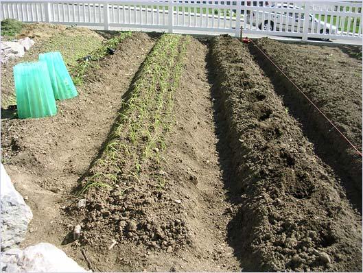 weed control Seeding and Planting Other methods of sowing include: Broadcast planting