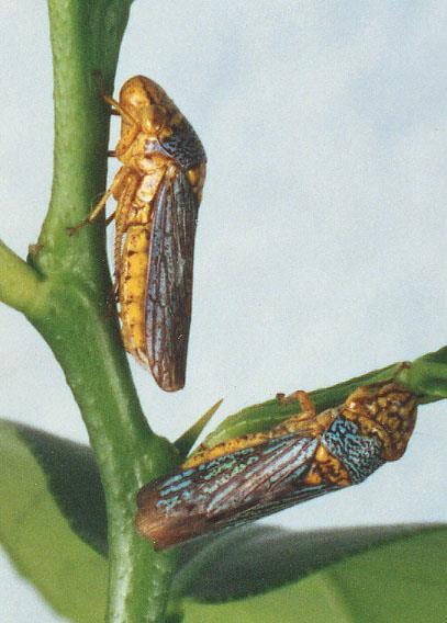 Pierce s Disease Xylella fastidiosa (Bacterium) Transmitted by insect vectors More than 16 different insect