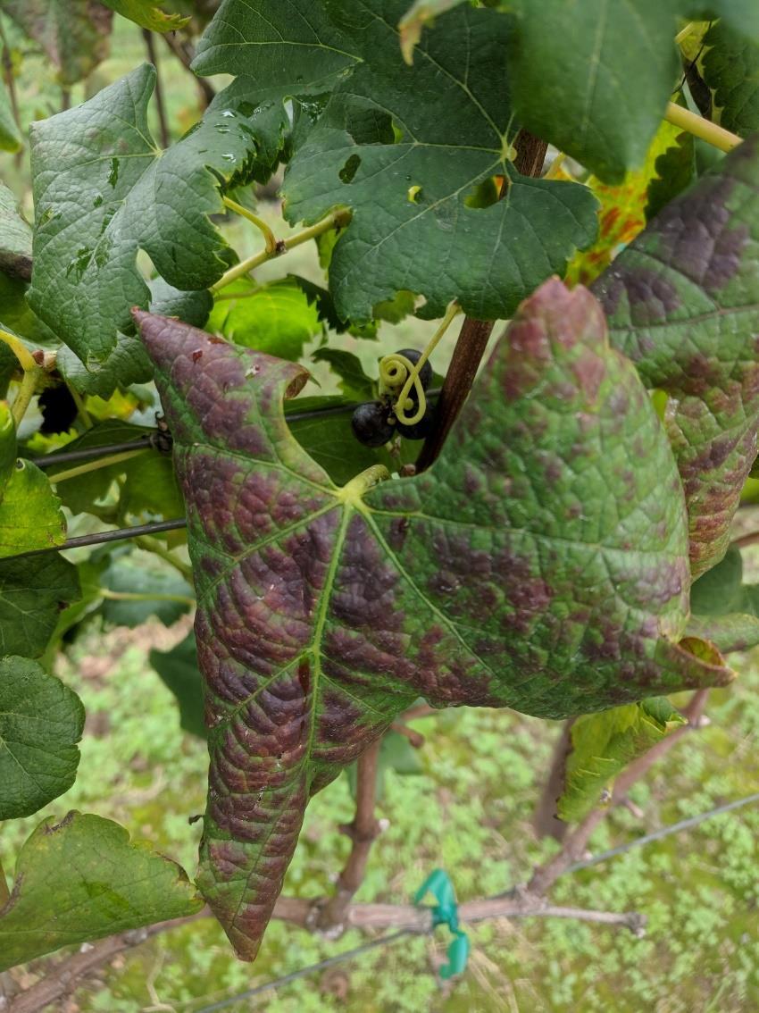 Grape Viruses Grape Leafroll associated