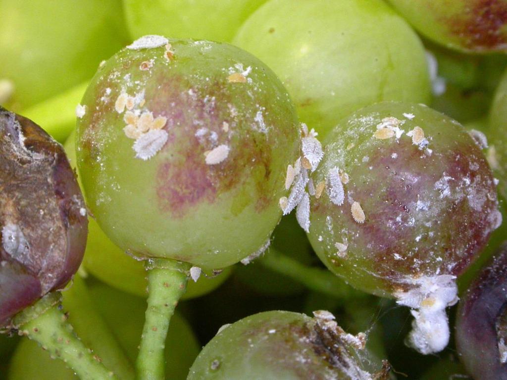 Grape Viruses Grape Leafroll associated Virus (GLRaV) Transmitted